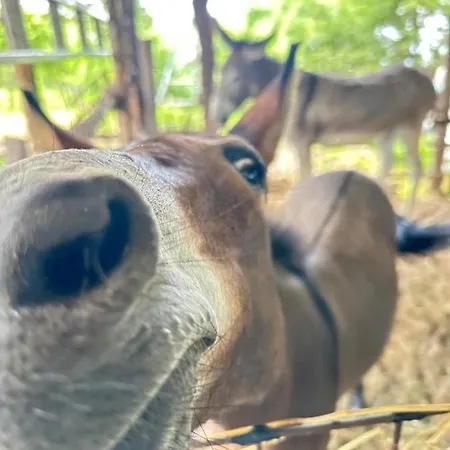 Habitat Eco Farm Lüks kamp alanı *