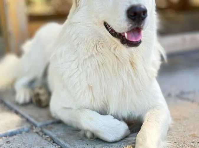 豪华帐篷 Habitat Eco Farm *