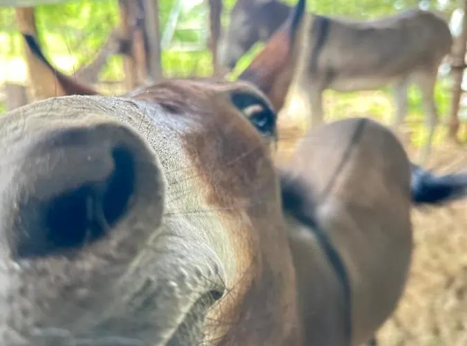 Habitat Eco Farm خيمة فخمة *