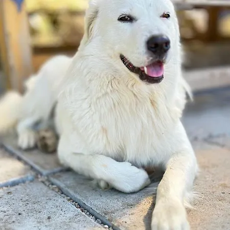 Lyxtält Habitat Eco Farm *